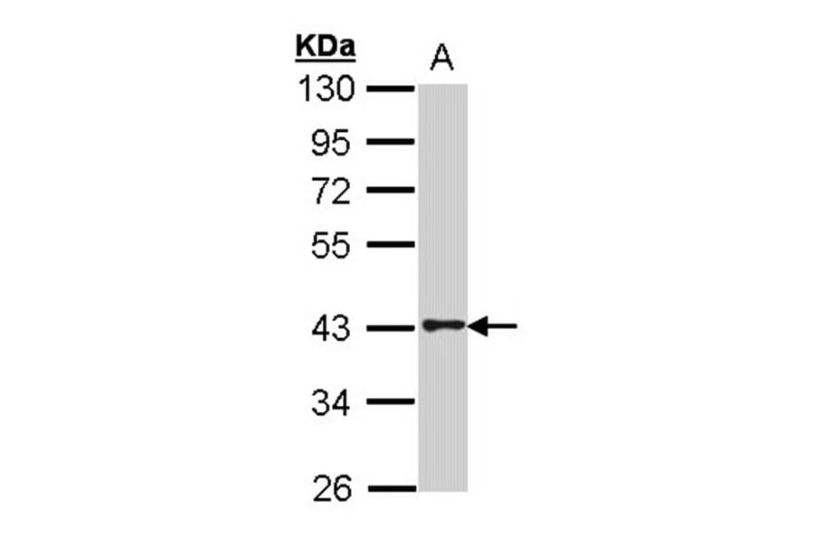 G protein-coupled receptor 120 antibody from Signalway Antibody (22831) - Antibodies.com