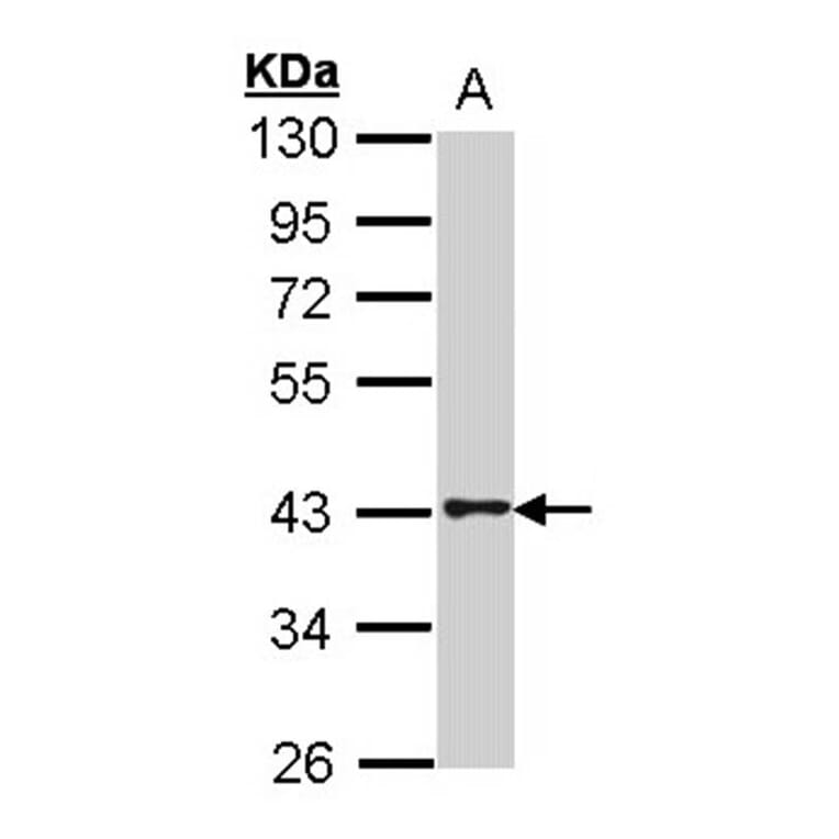 G protein-coupled receptor 120 antibody from Signalway Antibody (22831) - Antibodies.com