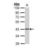 G protein-coupled receptor 120 antibody from Signalway Antibody (22831) - Antibodies.com