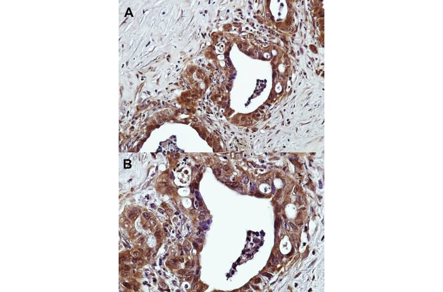 Immunohistochemistry - G protein-coupled receptor 120 antibody from Signalway Antibody (22831) - Antibodies.com