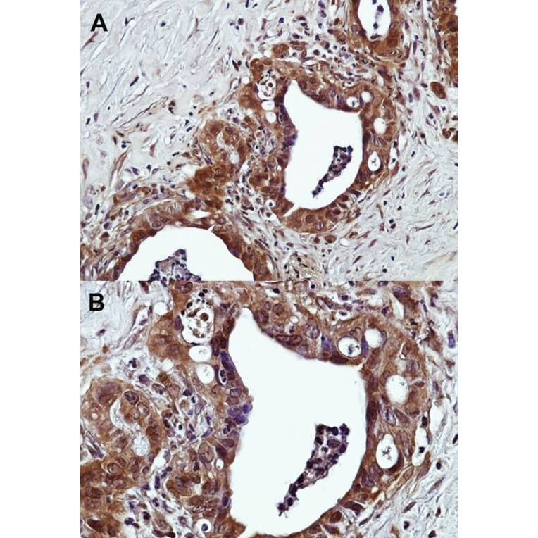 Immunohistochemistry - G protein-coupled receptor 120 antibody from Signalway Antibody (22831) - Antibodies.com