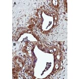 Immunohistochemistry - G protein-coupled receptor 120 antibody from Signalway Antibody (22831) - Antibodies.com