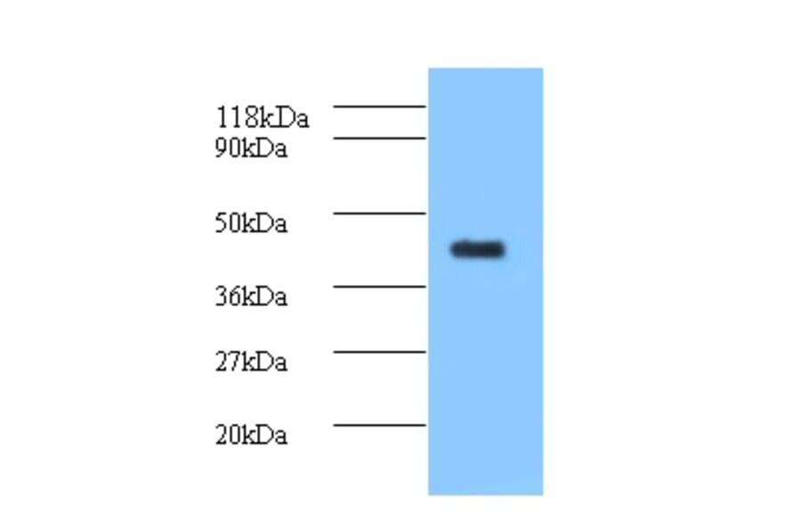 ELAV-like protein 2 Polyclonal Antibody from Signalway Antibody (42158) - Antibodies.com