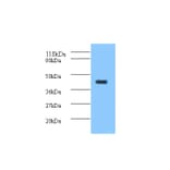ELAV-like protein 2 Polyclonal Antibody from Signalway Antibody (42158) - Antibodies.com