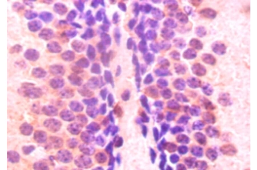 Immunohistochemistry - ELAV-like protein 2 Polyclonal Antibody from Signalway Antibody (42158) - Antibodies.com