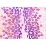 Immunohistochemistry - ELAV-like protein 2 Polyclonal Antibody from Signalway Antibody (42158) - Antibodies.com