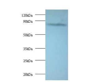 AFG3-like protein 2 Polyclonal Antibody from Signalway Antibody (42407) - Antibodies.com