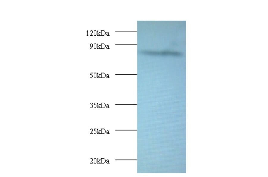 AFG3-like protein 2 Polyclonal Antibody from Signalway Antibody (42407) - Antibodies.com