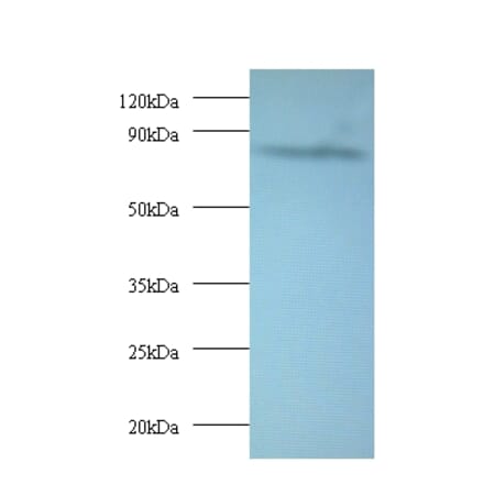 AFG3-like protein 2 Polyclonal Antibody from Signalway Antibody (42407) - Antibodies.com