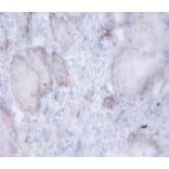 Immunohistochemistry - AFG3-like protein 2 Polyclonal Antibody from Signalway Antibody (42407) - Antibodies.com