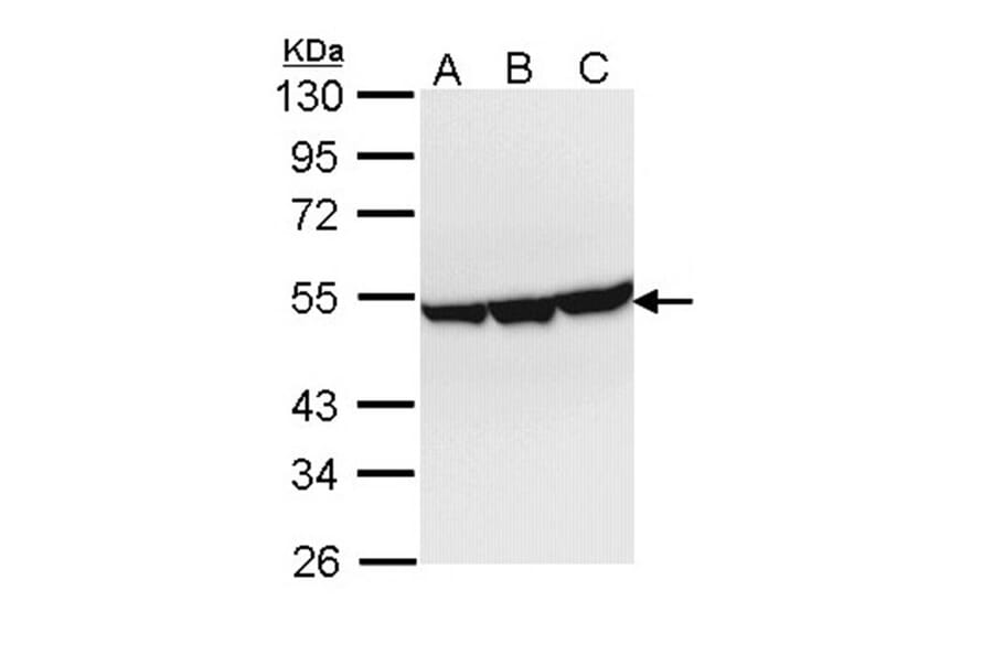 Enolase 3 antibody from Signalway Antibody (22360) - Antibodies.com