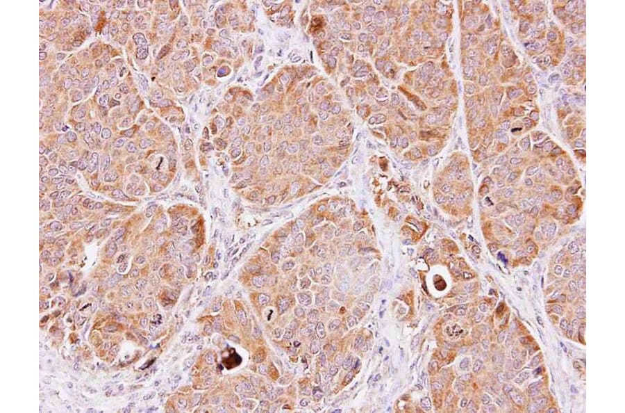Immunohistochemistry - Enolase 3 antibody from Signalway Antibody (22360) - Antibodies.com