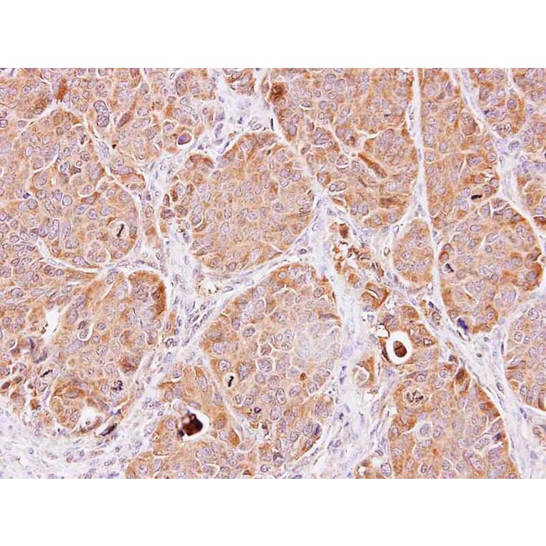 Immunohistochemistry - Enolase 3 antibody from Signalway Antibody (22360) - Antibodies.com