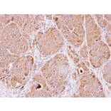 Immunohistochemistry - Enolase 3 antibody from Signalway Antibody (22360) - Antibodies.com