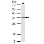 CapZ-beta antibody from Signalway Antibody (22491) - Antibodies.com