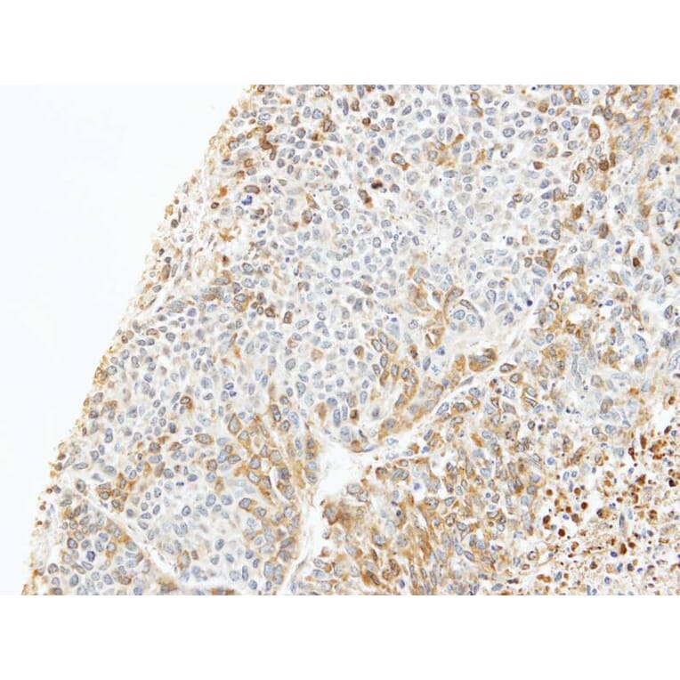 Immunohistochemistry - CapZ-beta antibody from Signalway Antibody (22491) - Antibodies.com