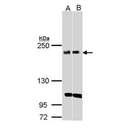 KIDINS220 antibody from Signalway Antibody (22736) - Antibodies.com