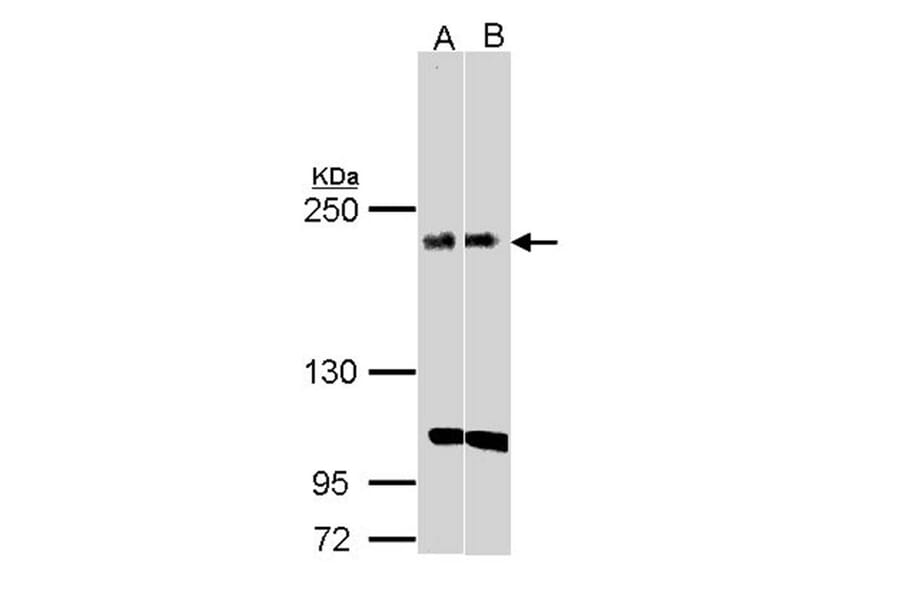 KIDINS220 antibody from Signalway Antibody (22736) - Antibodies.com