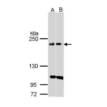 KIDINS220 antibody from Signalway Antibody (22736) - Antibodies.com