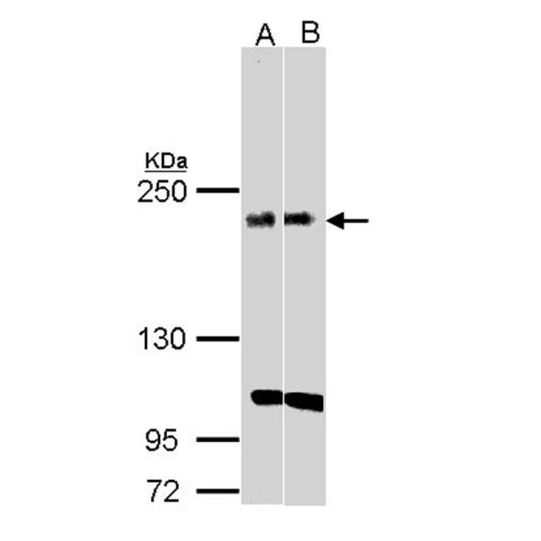 KIDINS220 antibody from Signalway Antibody (22736) - Antibodies.com
