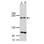 KIDINS220 antibody from Signalway Antibody (22736) - Antibodies.com
