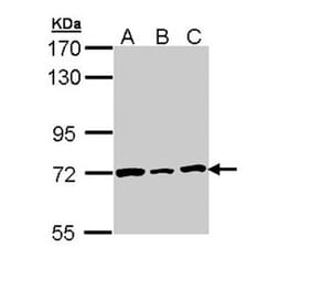 Lamin B2 antibody from Signalway Antibody (22922) - Antibodies.com