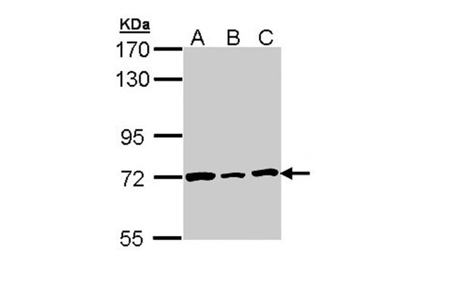 Lamin B2 antibody from Signalway Antibody (22922) - Antibodies.com
