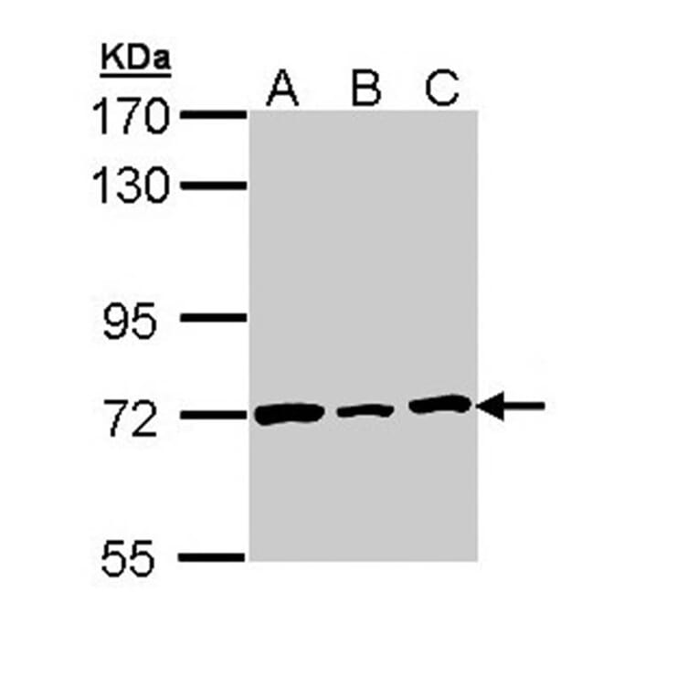Lamin B2 antibody from Signalway Antibody (22922) - Antibodies.com