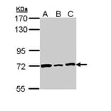 Lamin B2 antibody from Signalway Antibody (22922) - Antibodies.com