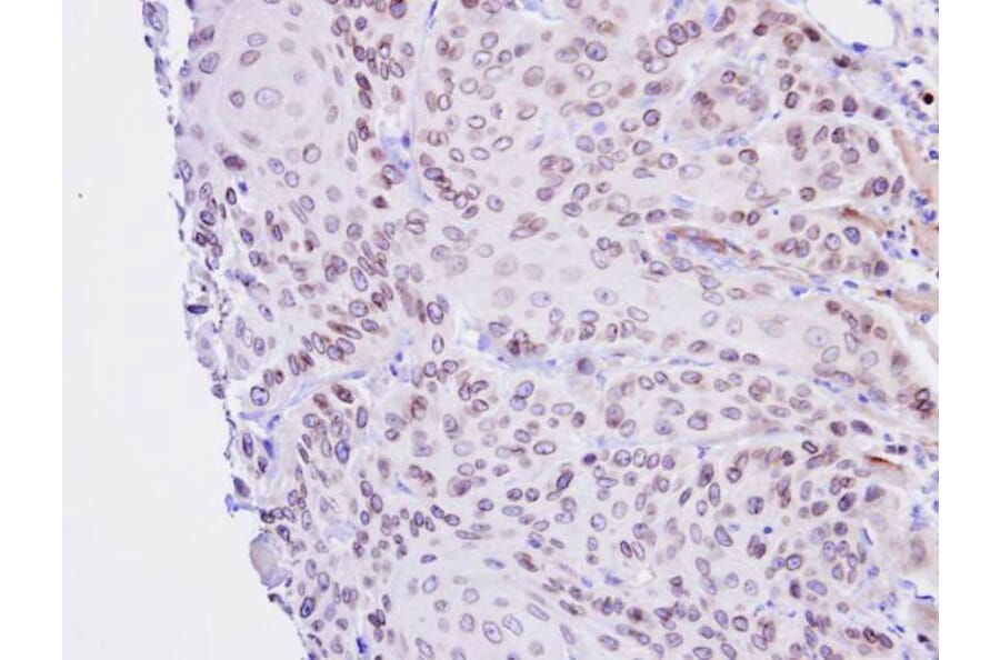 Immunohistochemistry - Lamin B2 antibody from Signalway Antibody (22922) - Antibodies.com