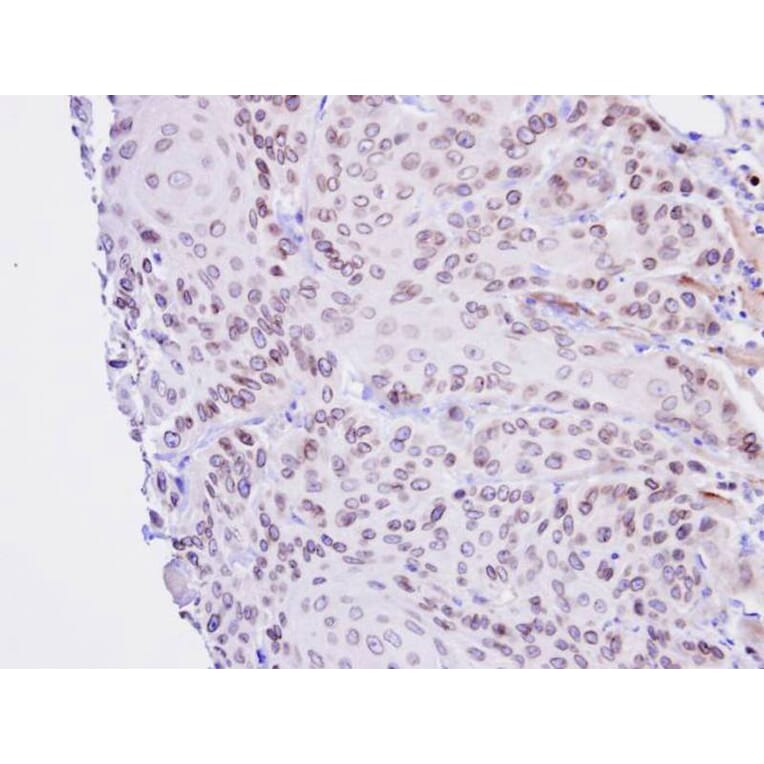 Immunohistochemistry - Lamin B2 antibody from Signalway Antibody (22922) - Antibodies.com