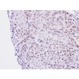 Immunohistochemistry - Lamin B2 antibody from Signalway Antibody (22922) - Antibodies.com