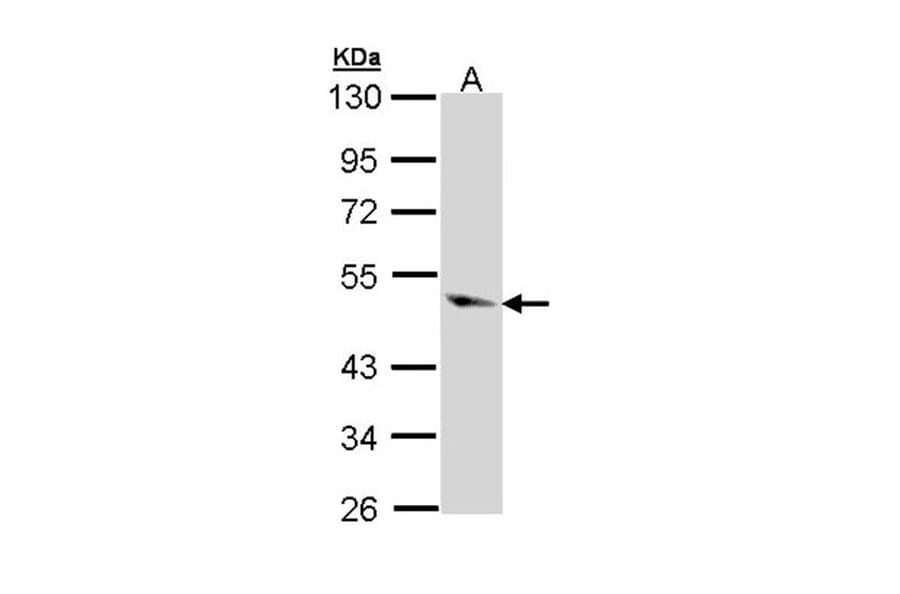 Caspase 9 antibody from Signalway Antibody (22978) - Antibodies.com