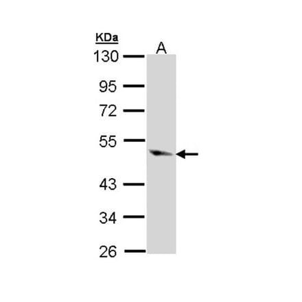 Caspase 9 antibody from Signalway Antibody (22978) - Antibodies.com