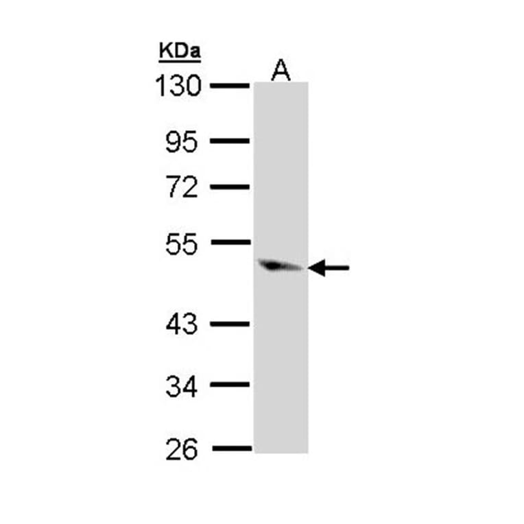 Caspase 9 antibody from Signalway Antibody (22978) - Antibodies.com