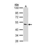 Caspase 9 antibody from Signalway Antibody (22978) - Antibodies.com