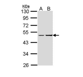 XLalphas antibody from Signalway Antibody (23005) - Antibodies.com