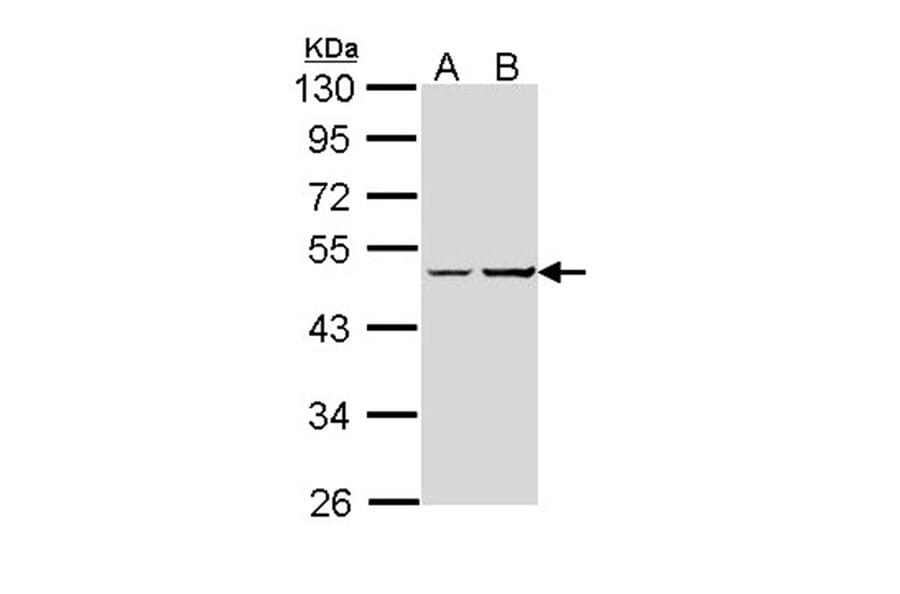 XLalphas antibody from Signalway Antibody (23005) - Antibodies.com
