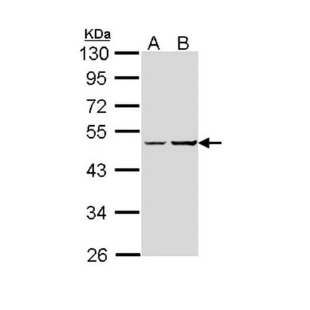 XLalphas antibody from Signalway Antibody (23005) - Antibodies.com