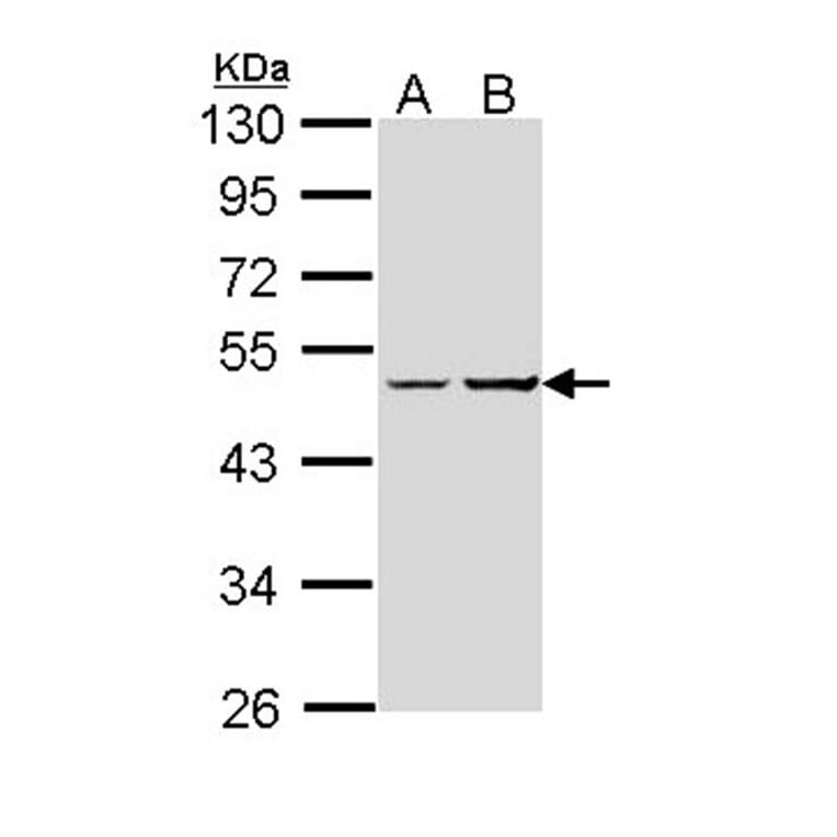 XLalphas antibody from Signalway Antibody (23005) - Antibodies.com