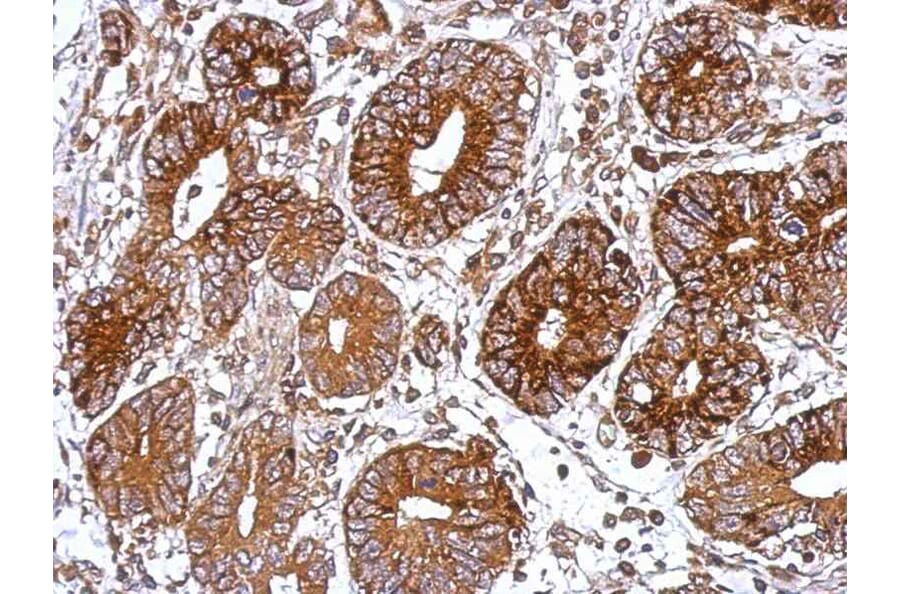 Immunohistochemistry - XLalphas antibody from Signalway Antibody (23005) - Antibodies.com