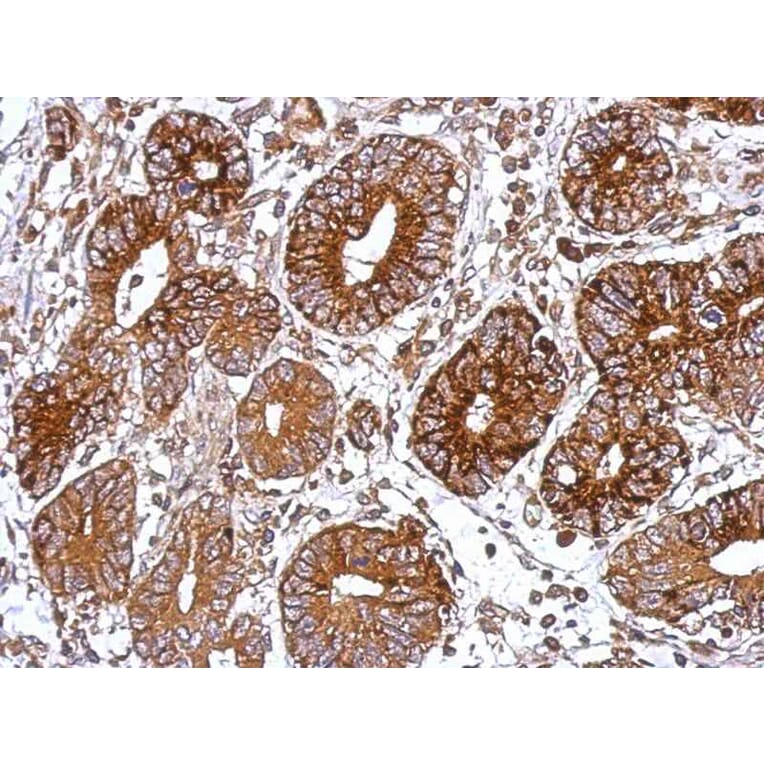 Immunohistochemistry - XLalphas antibody from Signalway Antibody (23005) - Antibodies.com