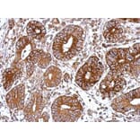 Immunohistochemistry - XLalphas antibody from Signalway Antibody (23005) - Antibodies.com