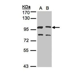 XLalphas antibody from Signalway Antibody (23006) - Antibodies.com