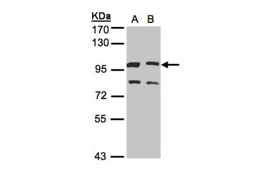 XLalphas antibody from Signalway Antibody (23006) - Antibodies.com