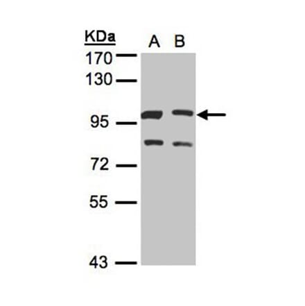 XLalphas antibody from Signalway Antibody (23006) - Antibodies.com