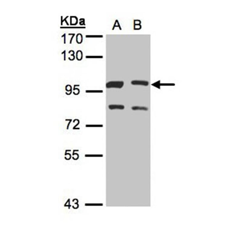 XLalphas antibody from Signalway Antibody (23006) - Antibodies.com