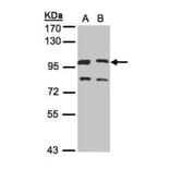 XLalphas antibody from Signalway Antibody (23006) - Antibodies.com