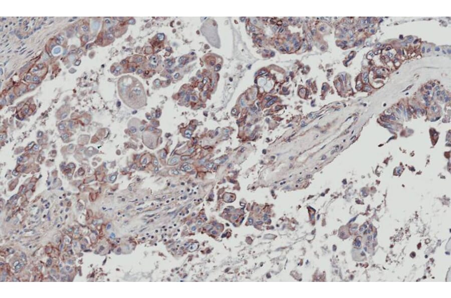 Immunohistochemistry - XLalphas antibody from Signalway Antibody (23006) - Antibodies.com