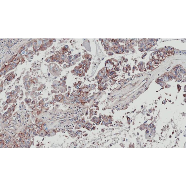 Immunohistochemistry - XLalphas antibody from Signalway Antibody (23006) - Antibodies.com
